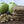 Load image into Gallery viewer, APPLE CARAMEL WALNUT